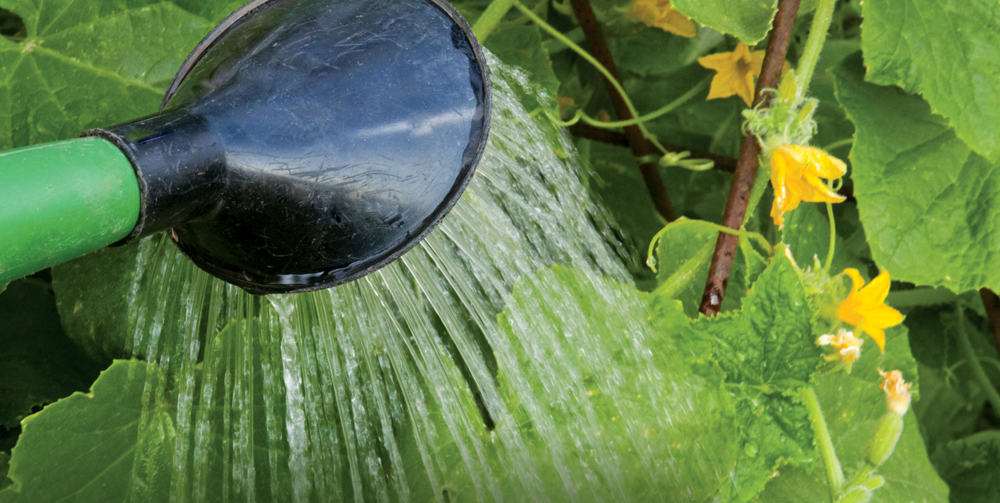 Watering-Grass.png