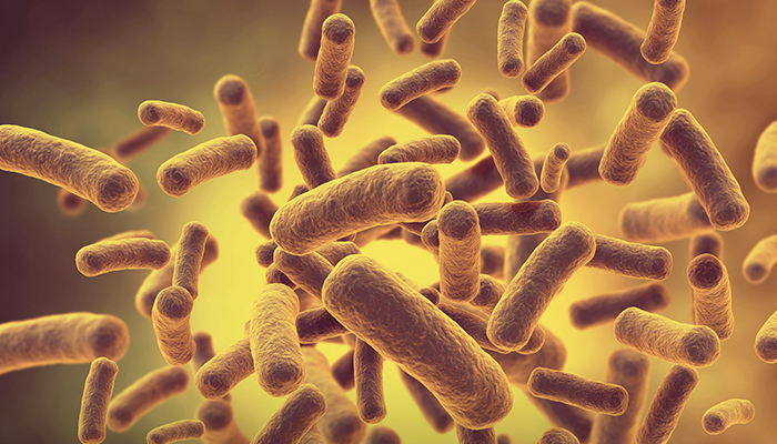 Conidia.jpg